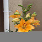 Orange Iris